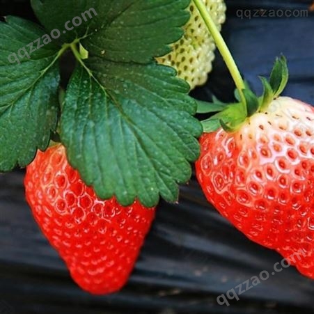 花帝草莓香精 烘焙原料糖果饵料油溶香精草莓油香精包邮