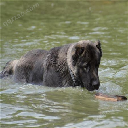 大型保镖护卫犬高加索幼犬 双血统熊版体型 大毛量活体养殖