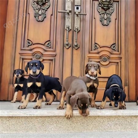 纯种德系杜宾犬 自家繁殖双血统幼犬 看家护院杜宾宠物犬