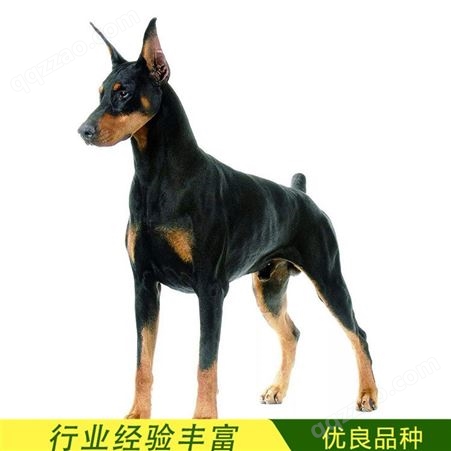 农村散养杜宾犬幼崽 大骨架犬 提供养殖技术