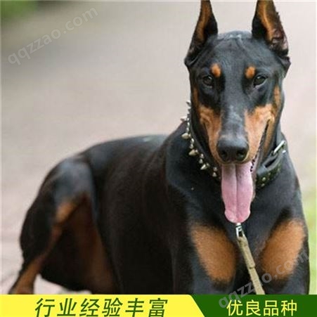 农村散养杜宾犬幼崽 大骨架犬 提供养殖技术