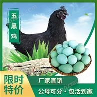 厂家供应五黑绿壳蛋鸡苗鸡苗批发进货优质鸡苗便宜一只