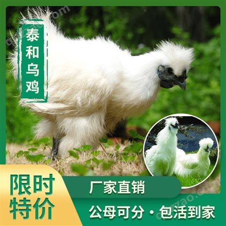 贵州鸡苗直销批发养殖基地 麻鸡小鸡苗图片