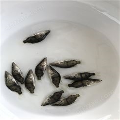 鳜鱼 三代鳜鱼苗 桂花鱼批发价格