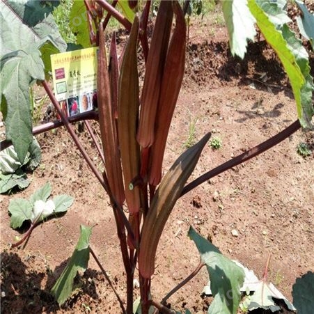 欢乐果园 红秋葵生长速度快 红秋葵蔬菜种子 现货出售
