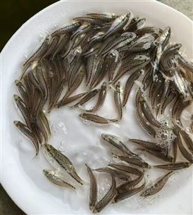 加州鲈鱼苗 鲜活大口黑鲈鱼苗 渔场直供 售后技术指导 可发货