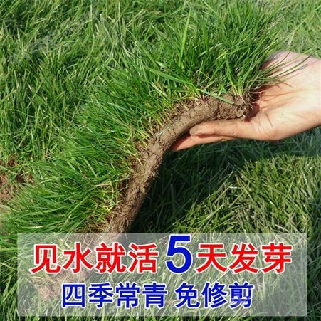 中国台湾青草坪种子四季青高羊茅狗牙根黑麦草耐践踏庭院护坡绿化草籽