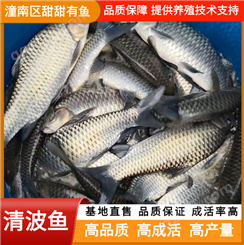 清波鱼 淡水鱼养殖基地 提供养殖技术支持 成品鱼鱼苗批发 甜甜有鱼